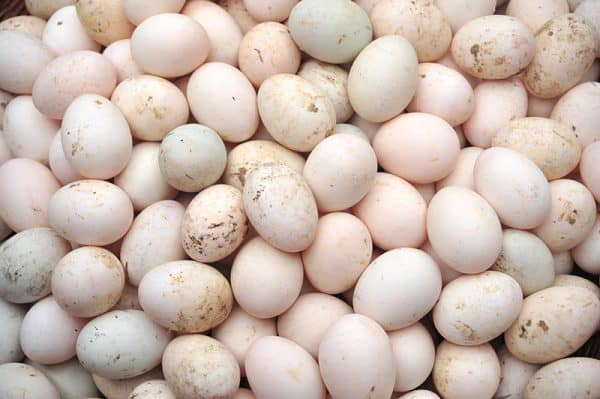 duck-eggs