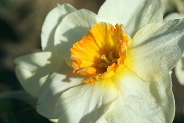 new-daffodil-gc58965ad7_1920